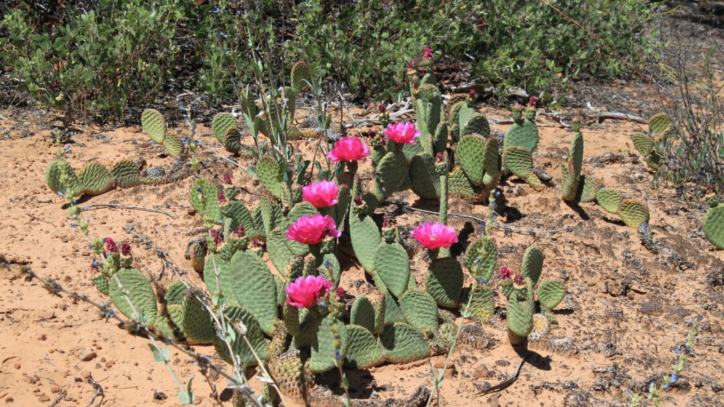 Beavertail Cactus - Opuntia Basilaris