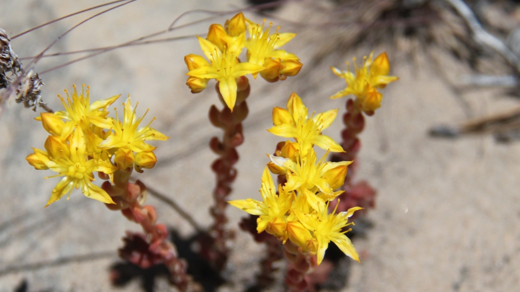 Stonecrop – Sedum Lanceolatum