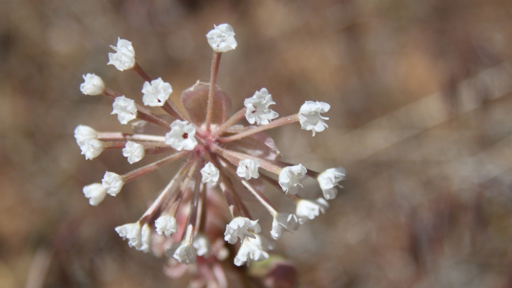 Fragrant Sand Verbena - Abronia Elliptica