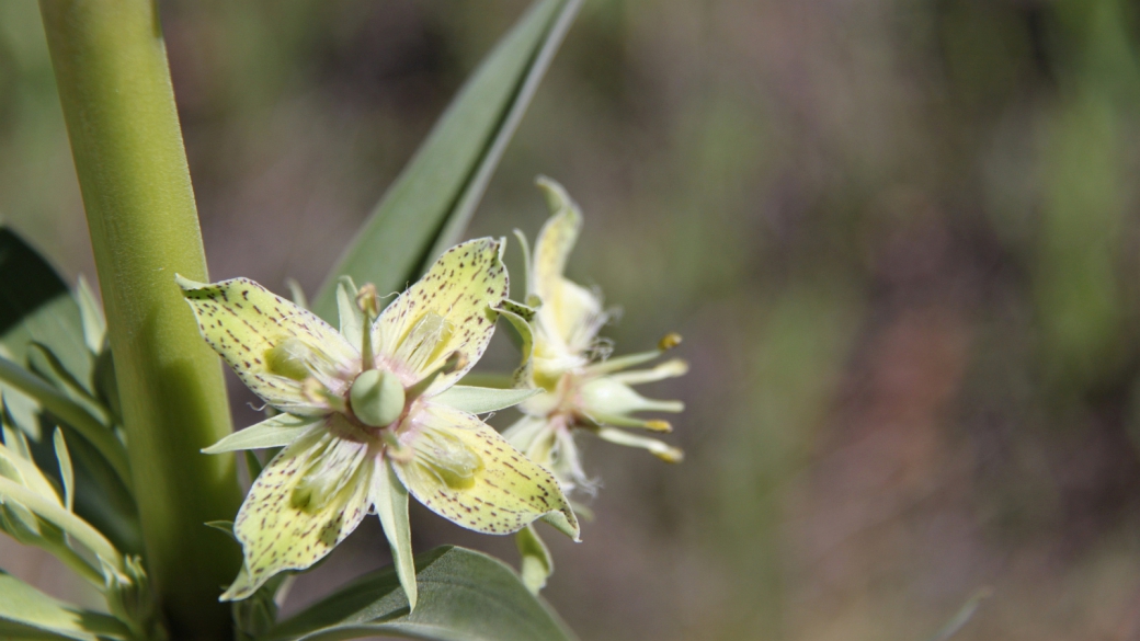 Monument Plant - Deer's Ears