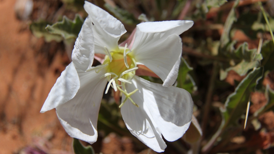 Birdcage Evening Primrose - Oenothera Deltoides