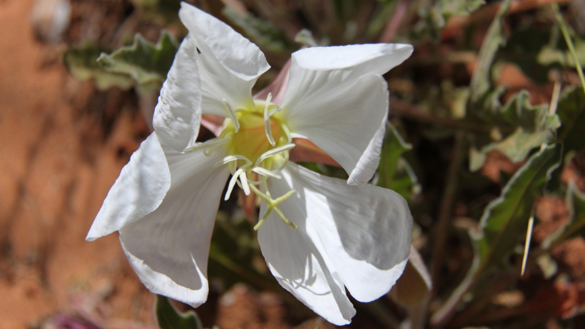 Birdcage Evening Primrose – Oenothera Deltoides