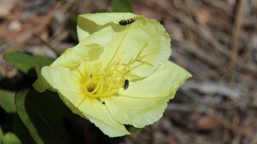 Yellow Evening Primerose - Oenothera Biennis