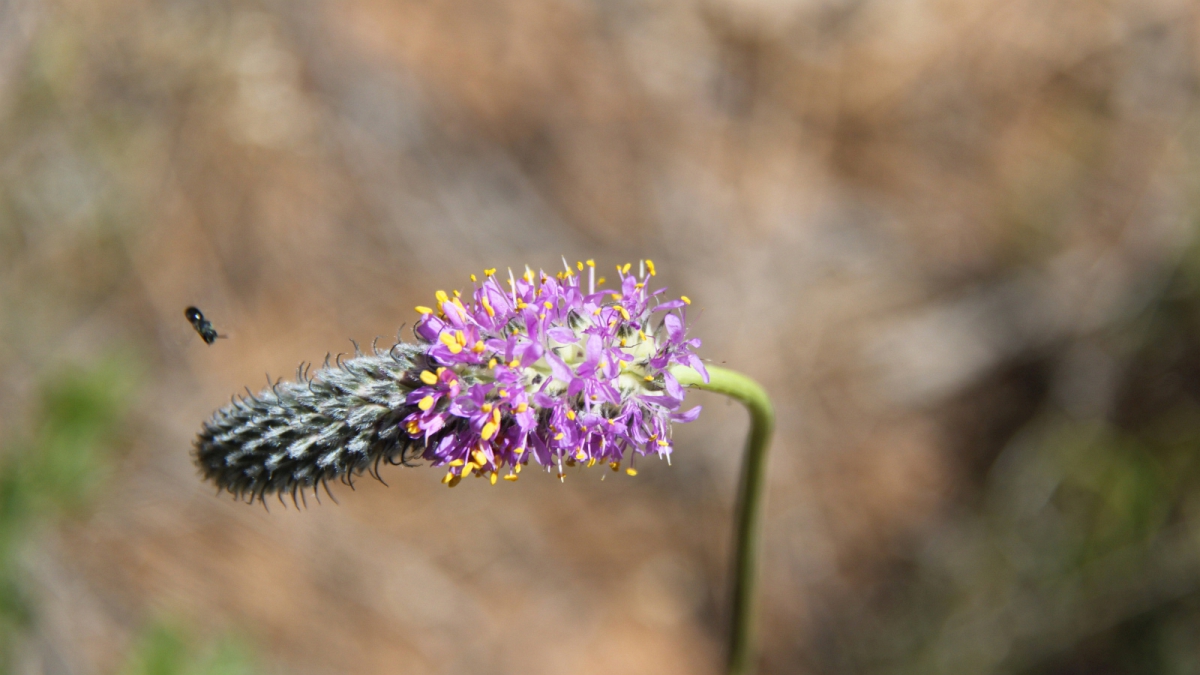 Lead Plant – Amorpha Canescens