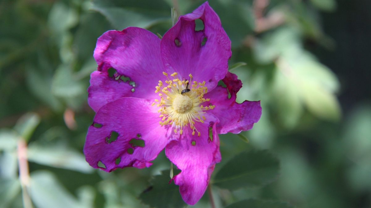 Dwarf Rose – Rosa Gymnocarpa