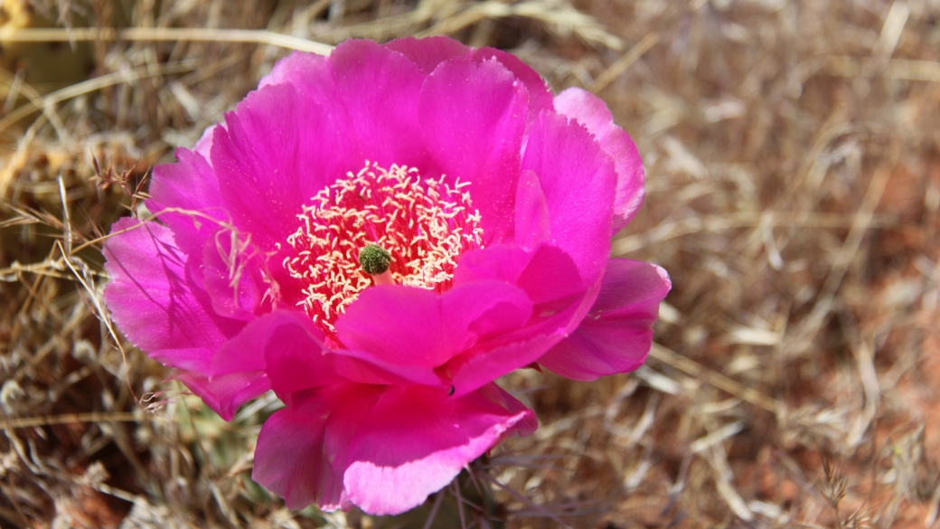 Fishhook Cactus – Sclerocactus Parviflorus