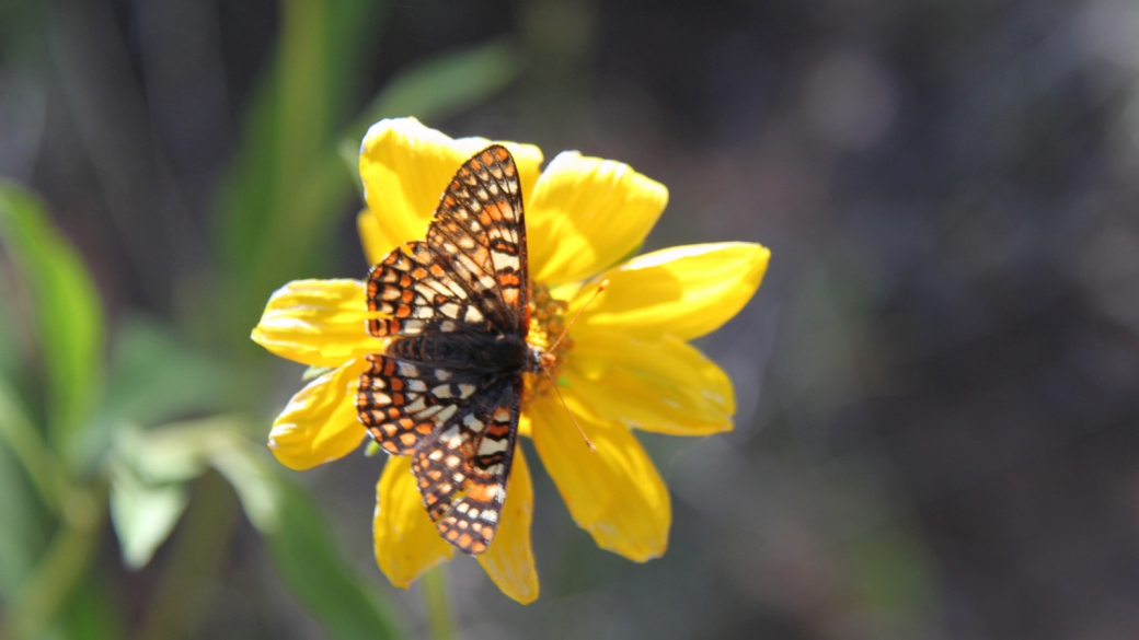 Mule's Ears - Wyethia Amplexicaulis