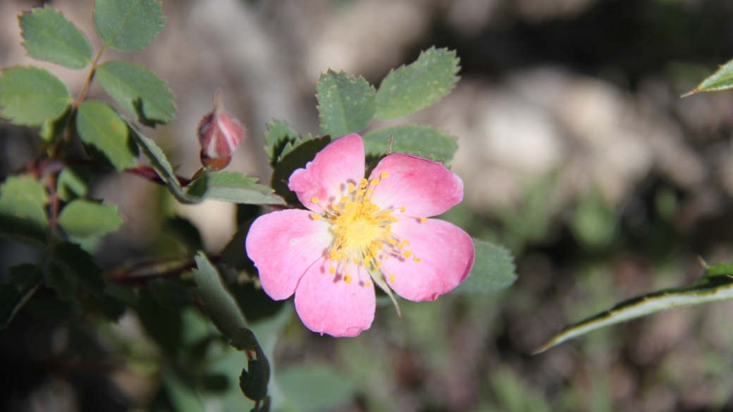 Dwarf Rose - Rosa Gymnocarpa