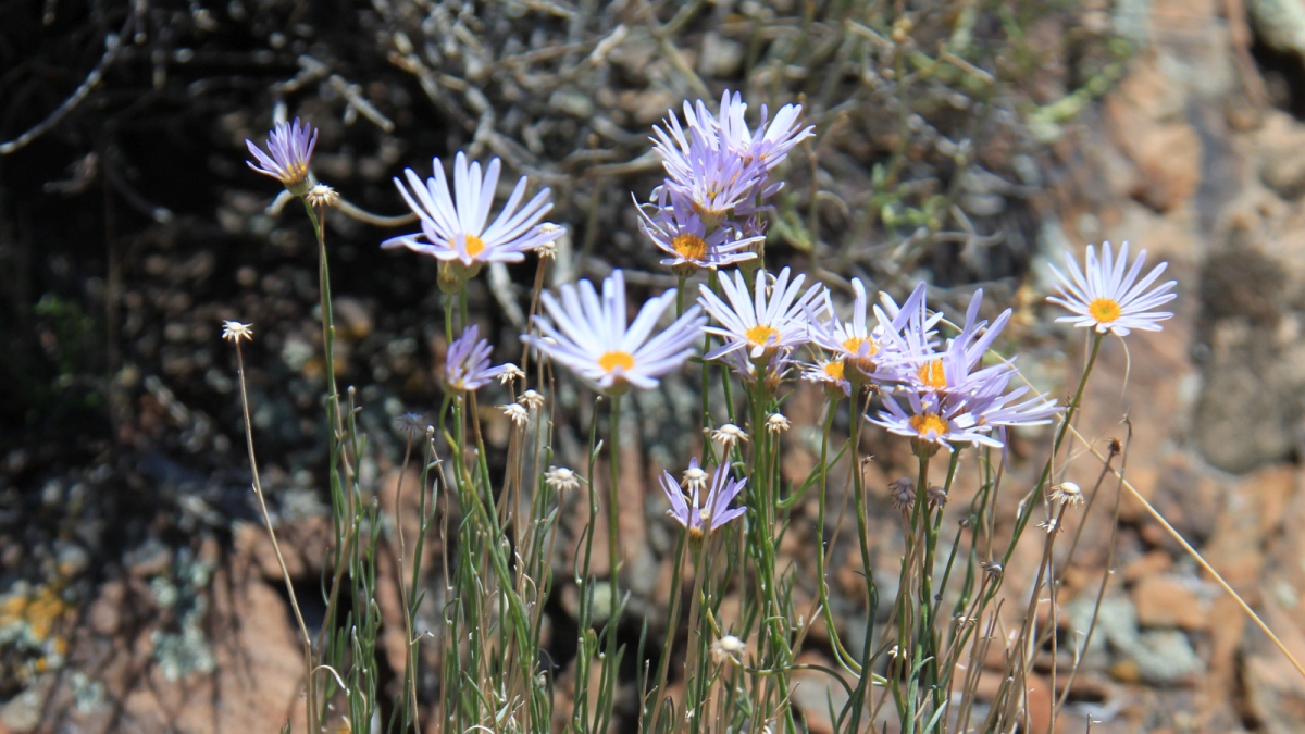 Purple Aster – Symphyotrichum Puniceum