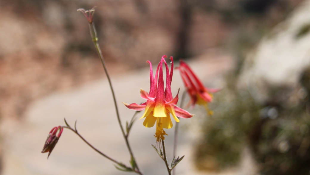 Eastern Red Columbine - Aquilegia Canadensis