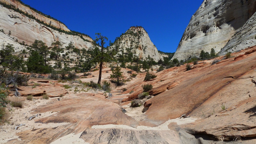 Du côté de la Checkboard Mesa, dans un canyon latéral. À Zion National Park, dans l'Utah.