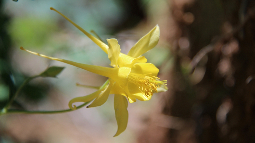 Yellow Columbine - Aquilegia Flavescens