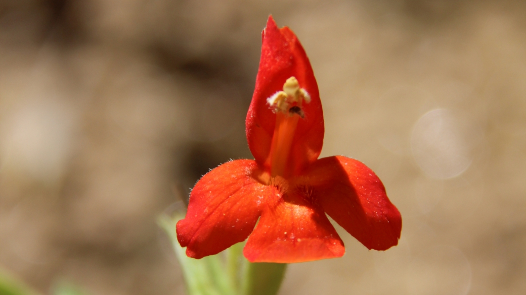 Scarlet Monkeyflower - Mimulus Cardinalis