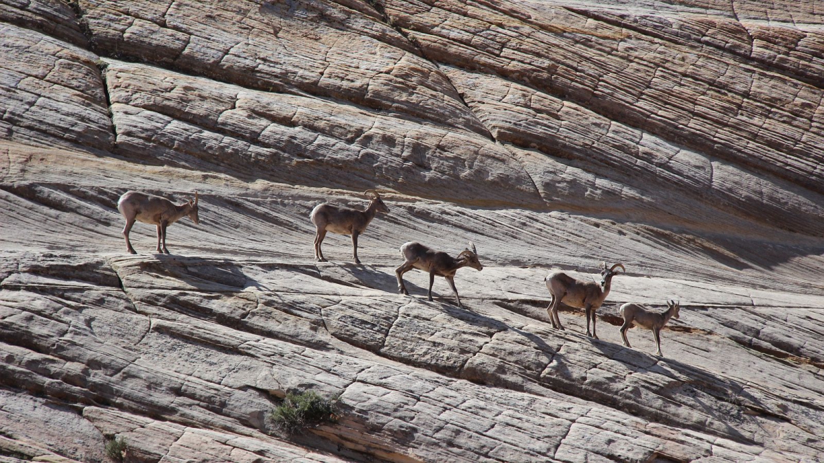 Checkerboard Mesa – Zion National Park – Utah