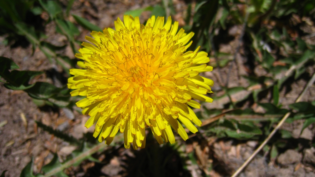 Common Dandelion - Taraxacum Officinale