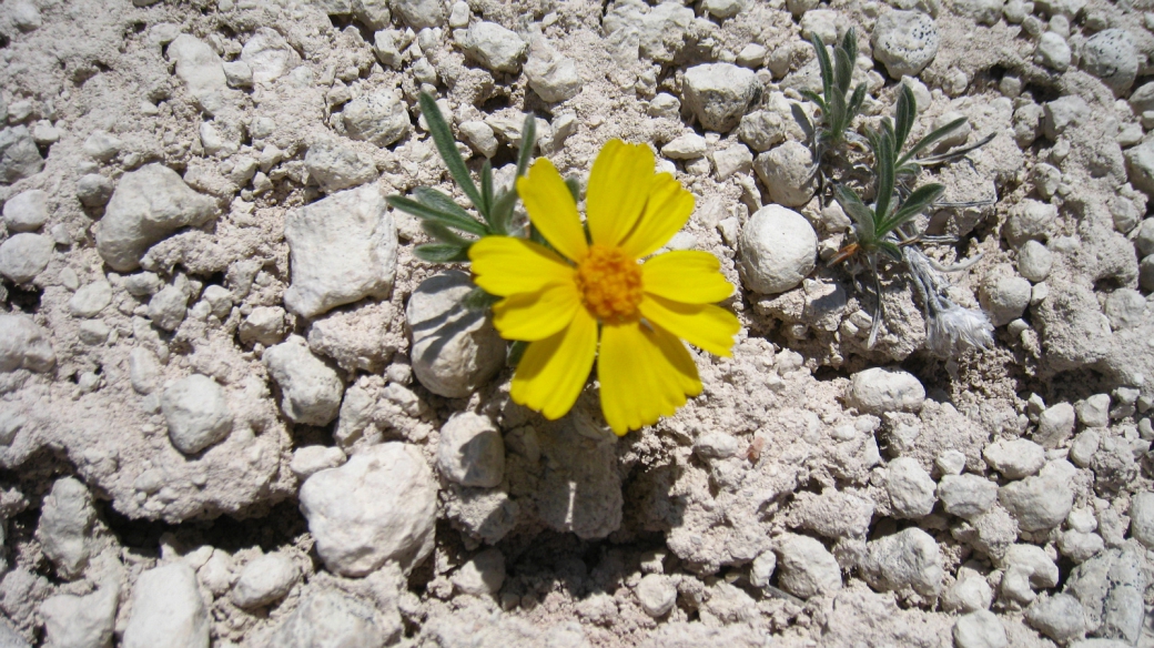 Stemless Four-Nerve Daisy - Hymenoxys Acaulis