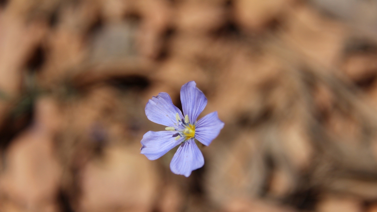 Blue Flax – Linum Perenne