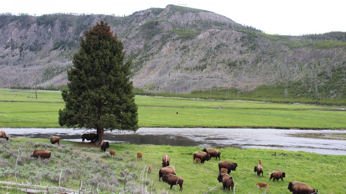 Yellowstone National Park – Wyoming