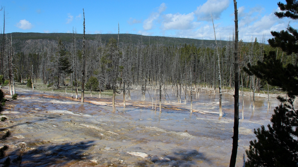 Bobby socks trees, à savoir des "arbres avec des socquettes blanches". Upper Geyser Basin, à Yellowstone National Park.