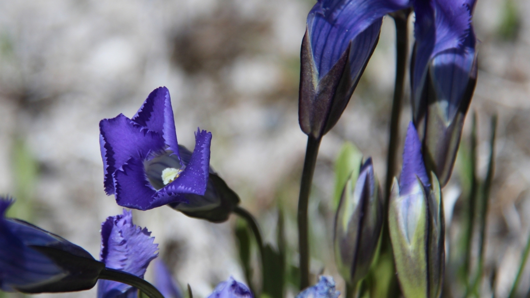 Fringed Gentian - Gentianopsis Crinita