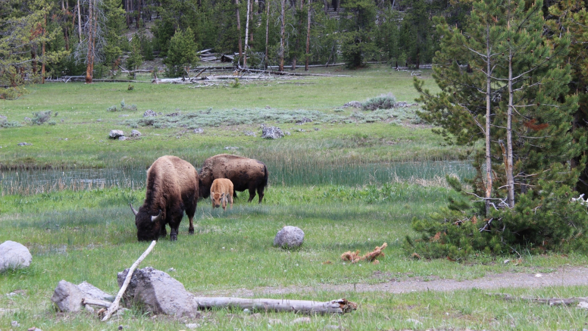 Norris Basin – Yellowstone National Park – Wyoming