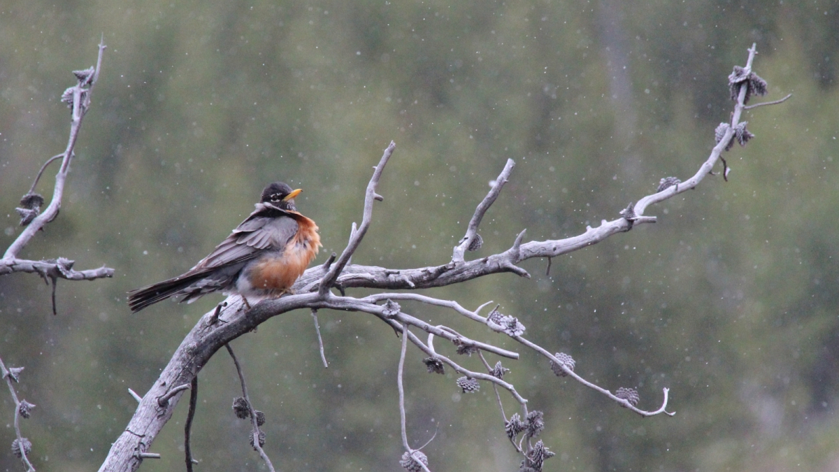 Norris Basin – Yellowstone National Park – Wyoming