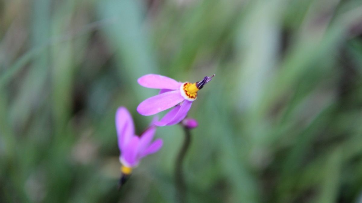 Few-flowered Shooting Star – Dodecatheon Pulchellum.