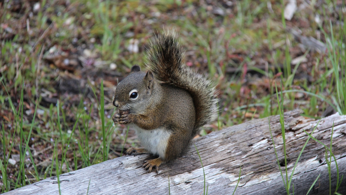 Norris Basin – Yellowstone National Park – Wyoming