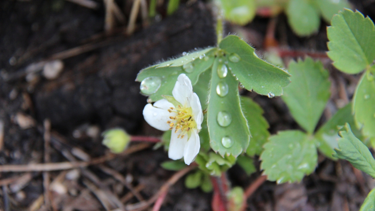 Wild Strawberry Flower – Fragaria