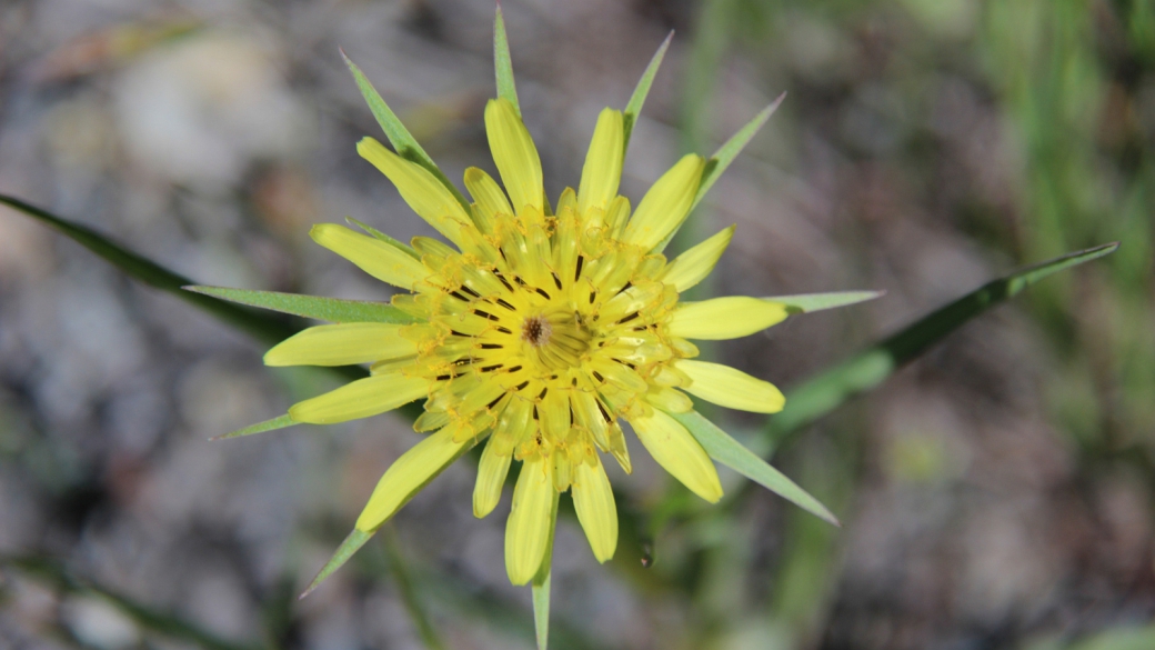 Yellow Goat's Beard - Tragopogon Dubius