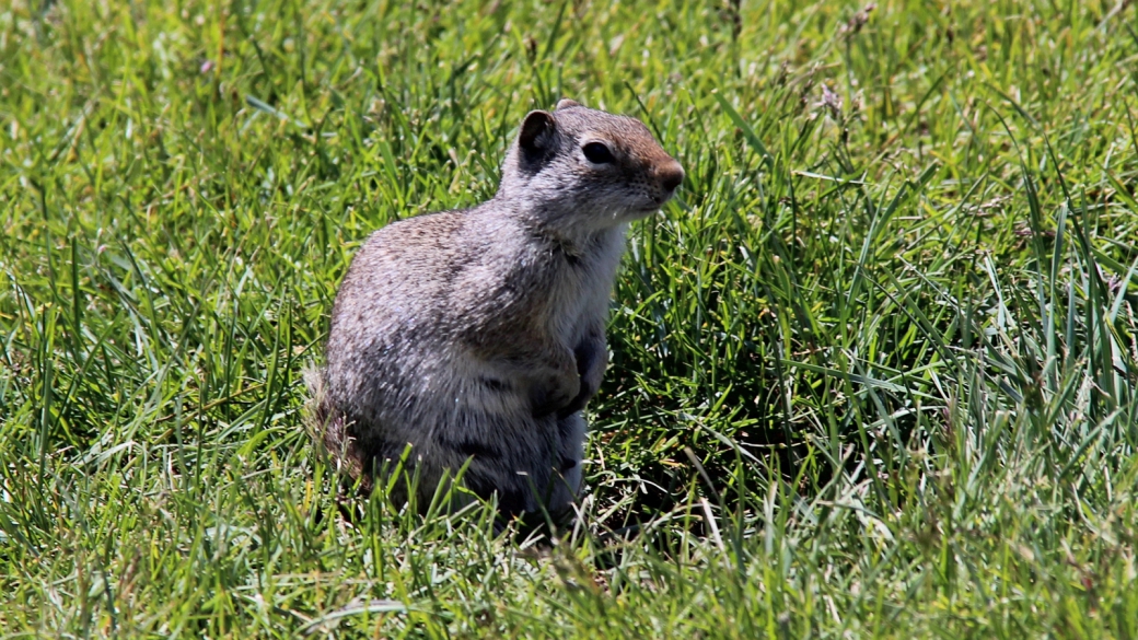 Trop chou ce "Columbian Ground Squirrel", croisé à Mammoth Hot Springs, à Yellowstone National Park, Wyoming.