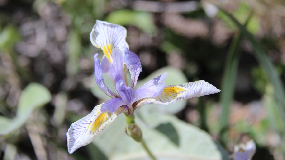 Blue Flag – Iris Versicolor