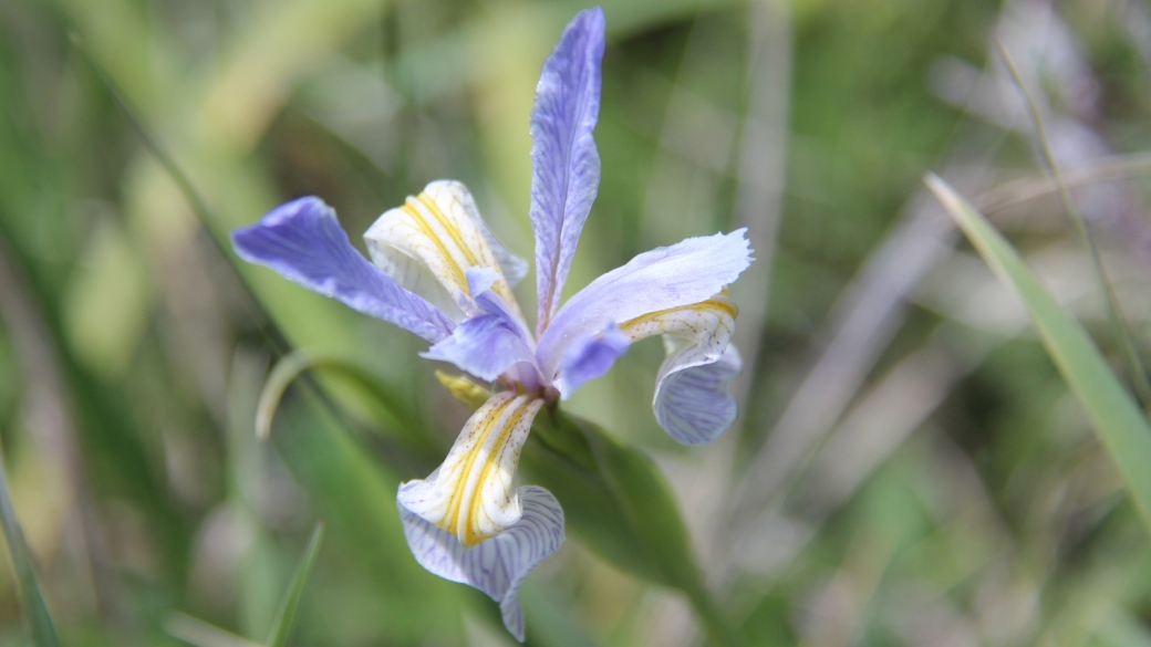 Blue Flag - Iris Versicolor
