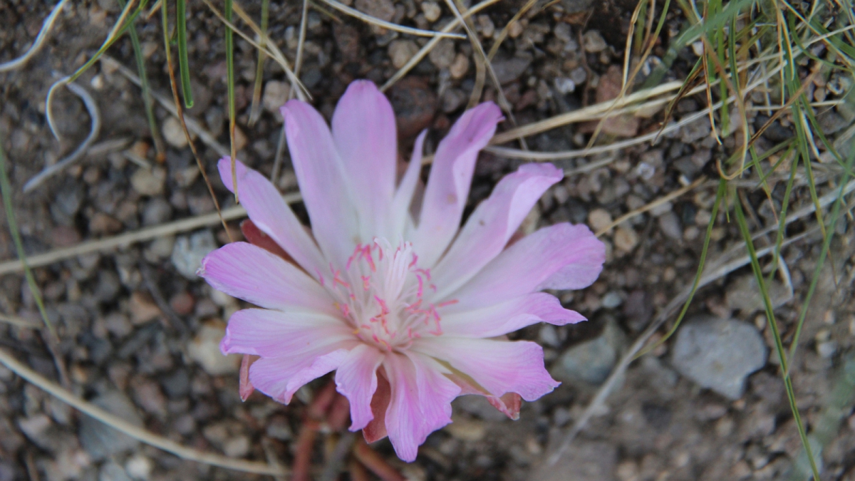 Bitter Root – Lewisia Rediviva