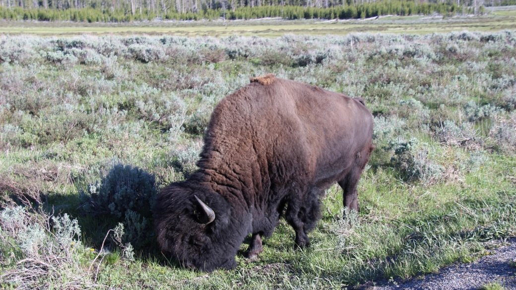 Yellowstone National Park - Wyoming