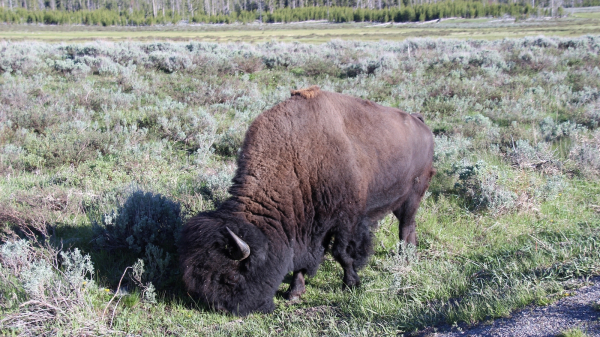 Yellowstone National Park – Wyoming