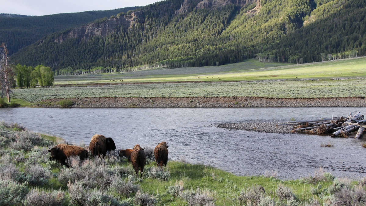 Lamar Valley – Yellowstone National Park – Wyoming