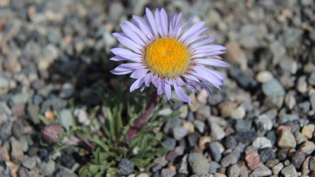 Western Mountain Aster - Symphyotrichum Spathulatum