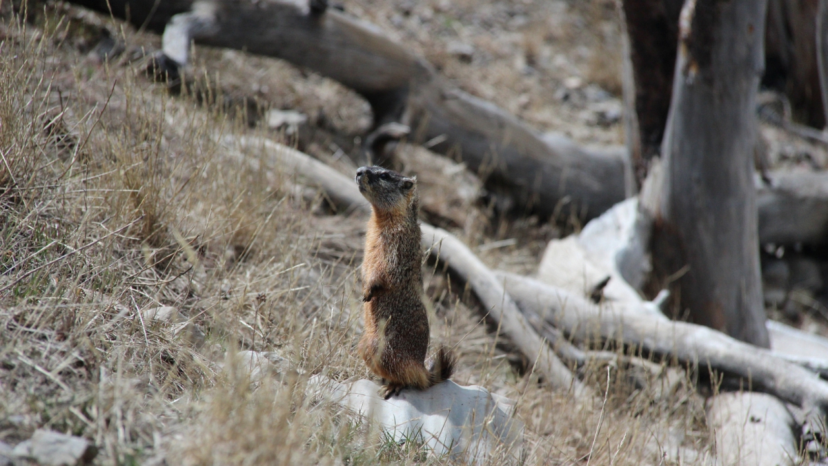 Mount Washburn – Yellowstone National Park – Wyoming