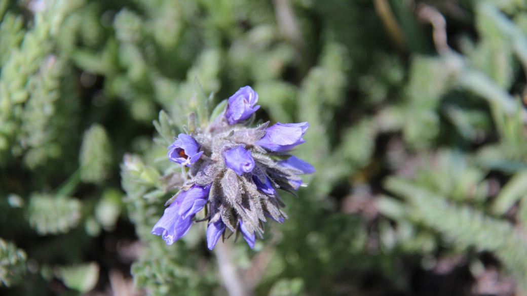 American Alpine Speedwell - Veronica Wormskjoldii