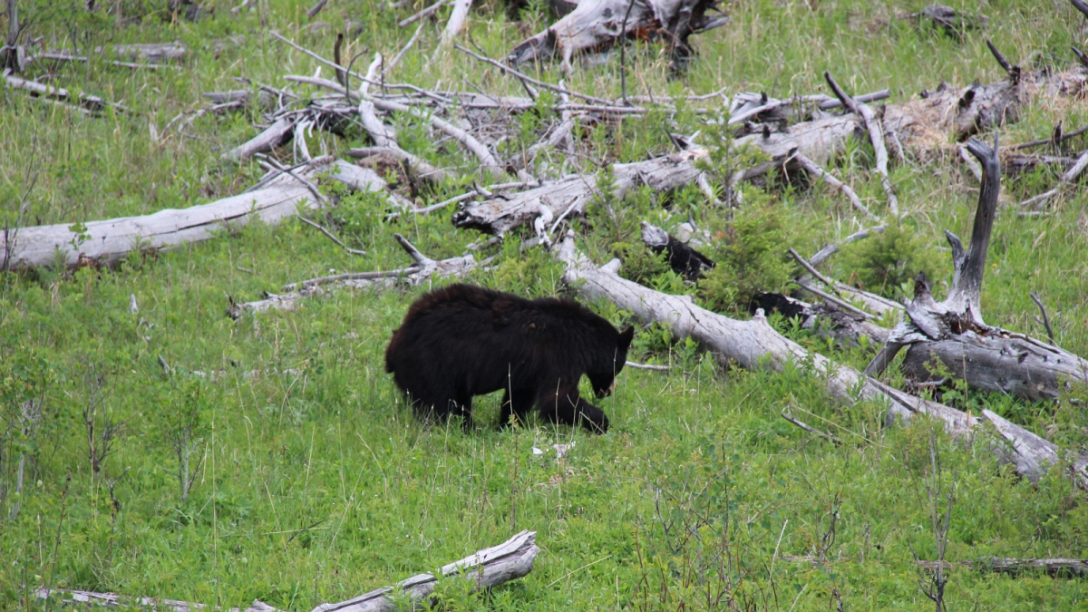 Yellowstone National Park – Wyoming