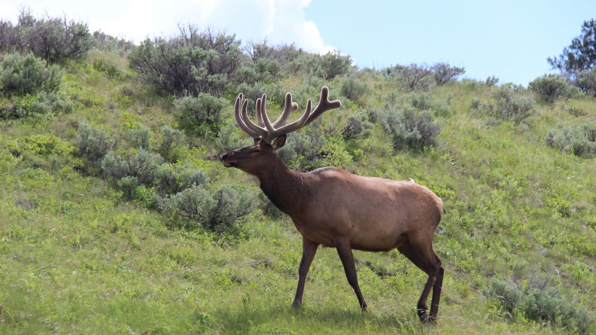 Yellowstone National Park – Wyoming
