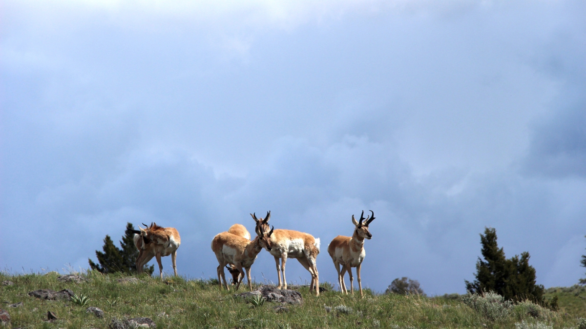 Yellowstone National Park – Wyoming
