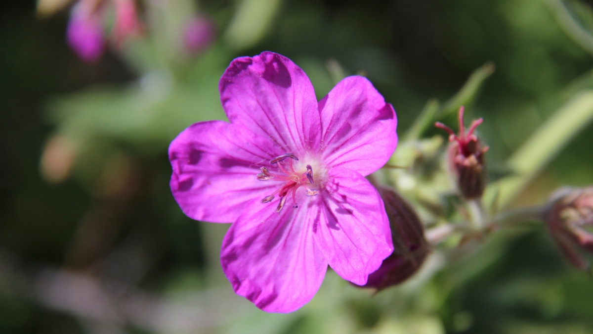 Sticky Purple Geranium – Geranium Viscosissimum