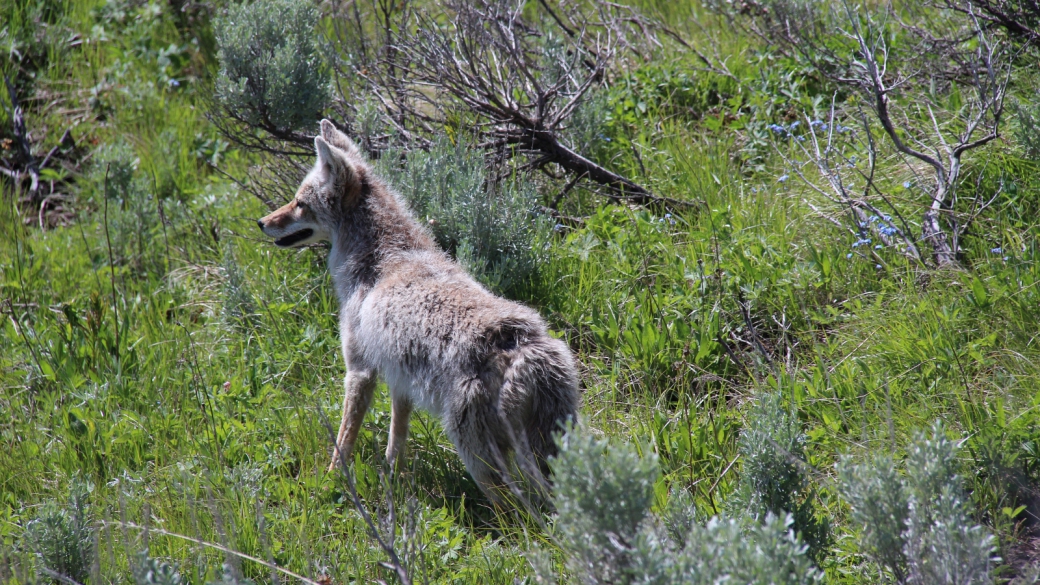 Coyote observé au Yellowstone National Park.
