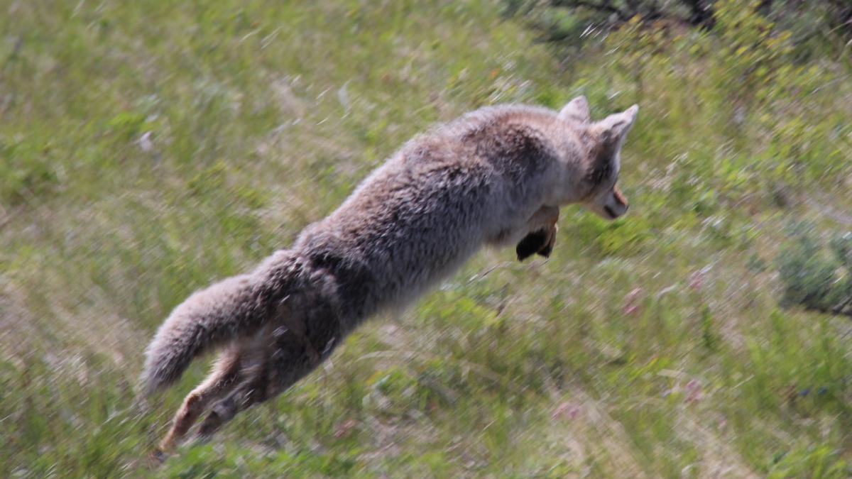 Yellowstone National Park – Wyoming
