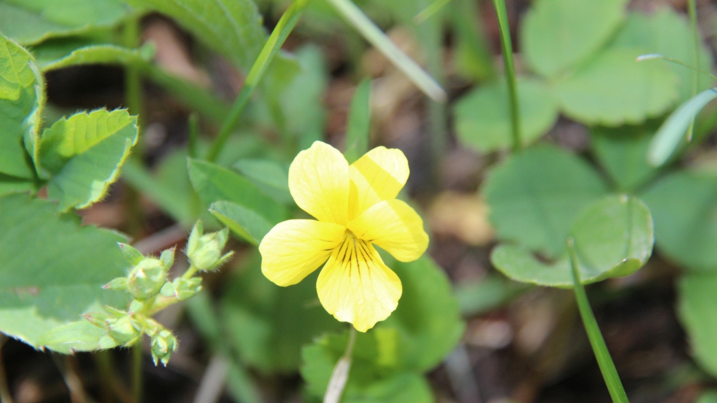 Alpine Yellow-Violet - Viola Biflora