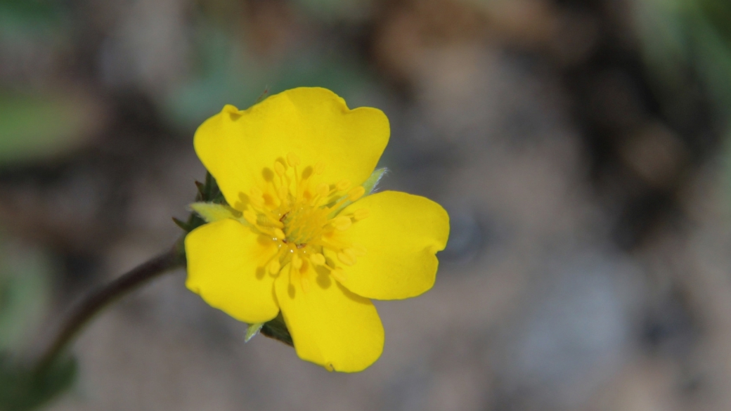 Buttercup - Ranunculus