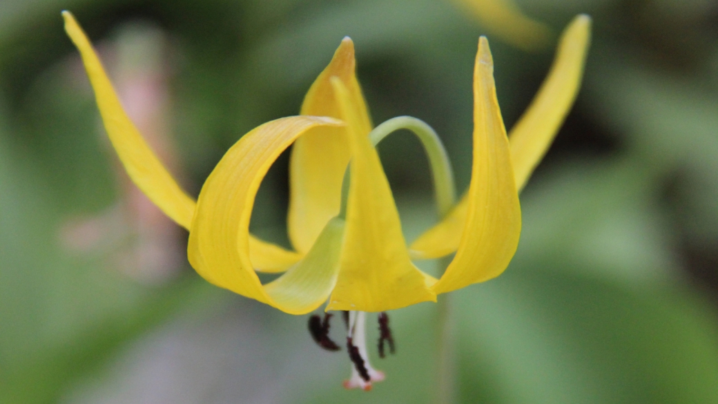 Glacier Lily - Erythronium Grandiflorum