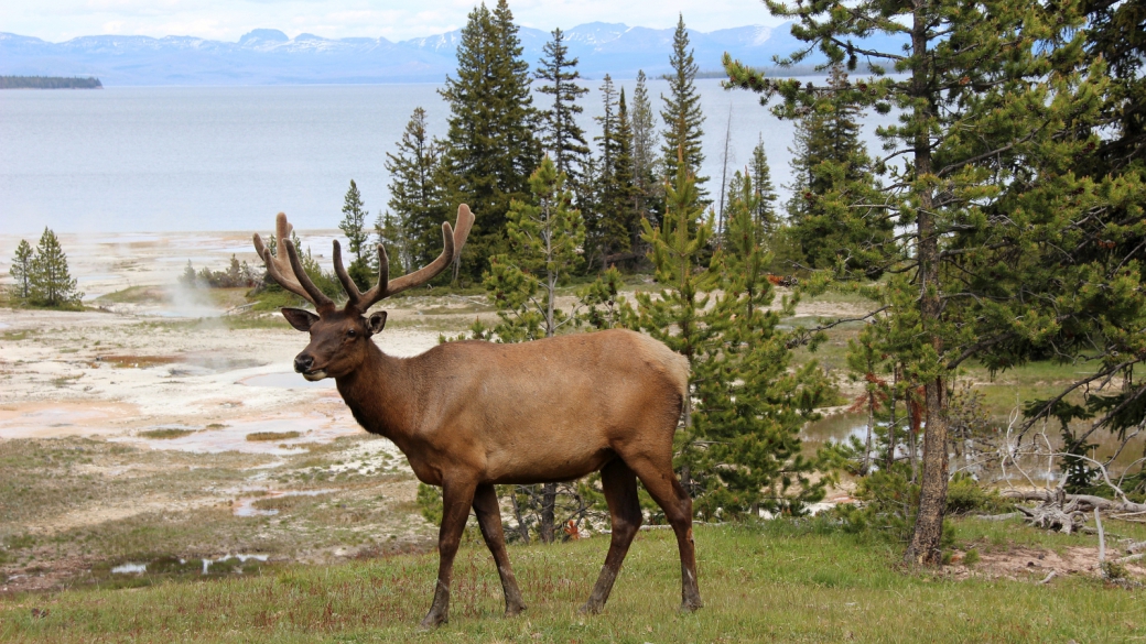 Joli cerf au West Thumb Geyser Basin. Yellowstone National Park.